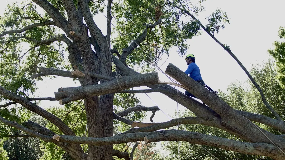 Professional Hazardous Tree Removal performed by certified arborists in Merom