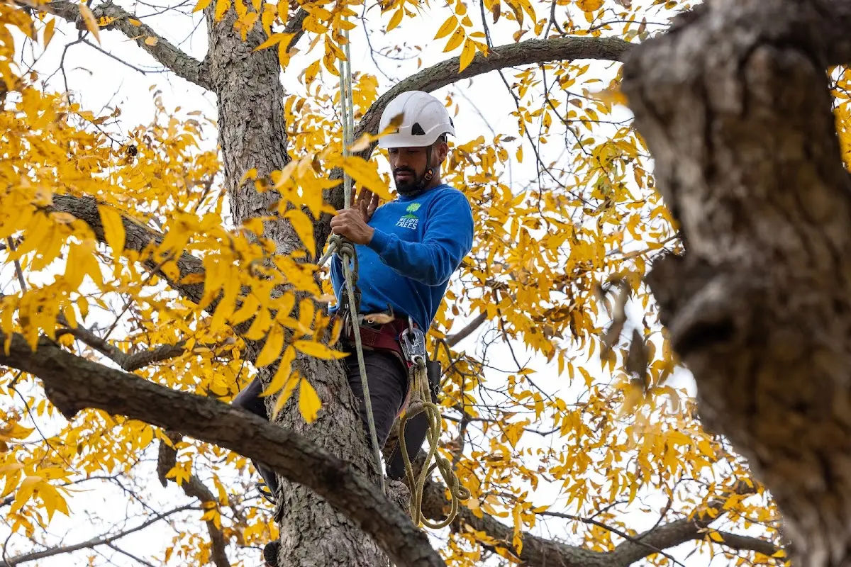 Skilled Dead Tree Removal crew working in Merom